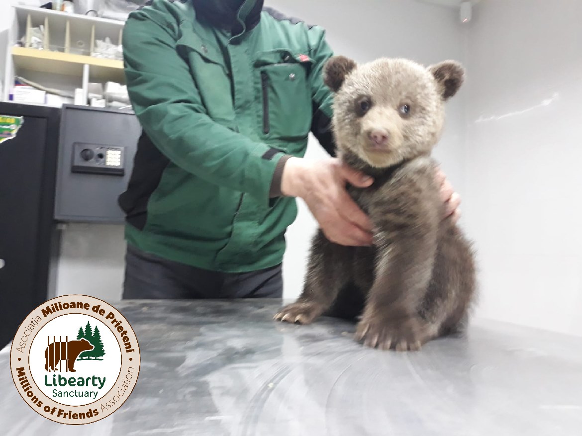 Două ursoaice de două luni și-au așteptat mama, o noapte întreagă, într-o gospodărie din Biertan