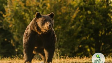 Photo of Urs văzut în Glâmboaca. Localnicii au primit mesaje RO-ALERT