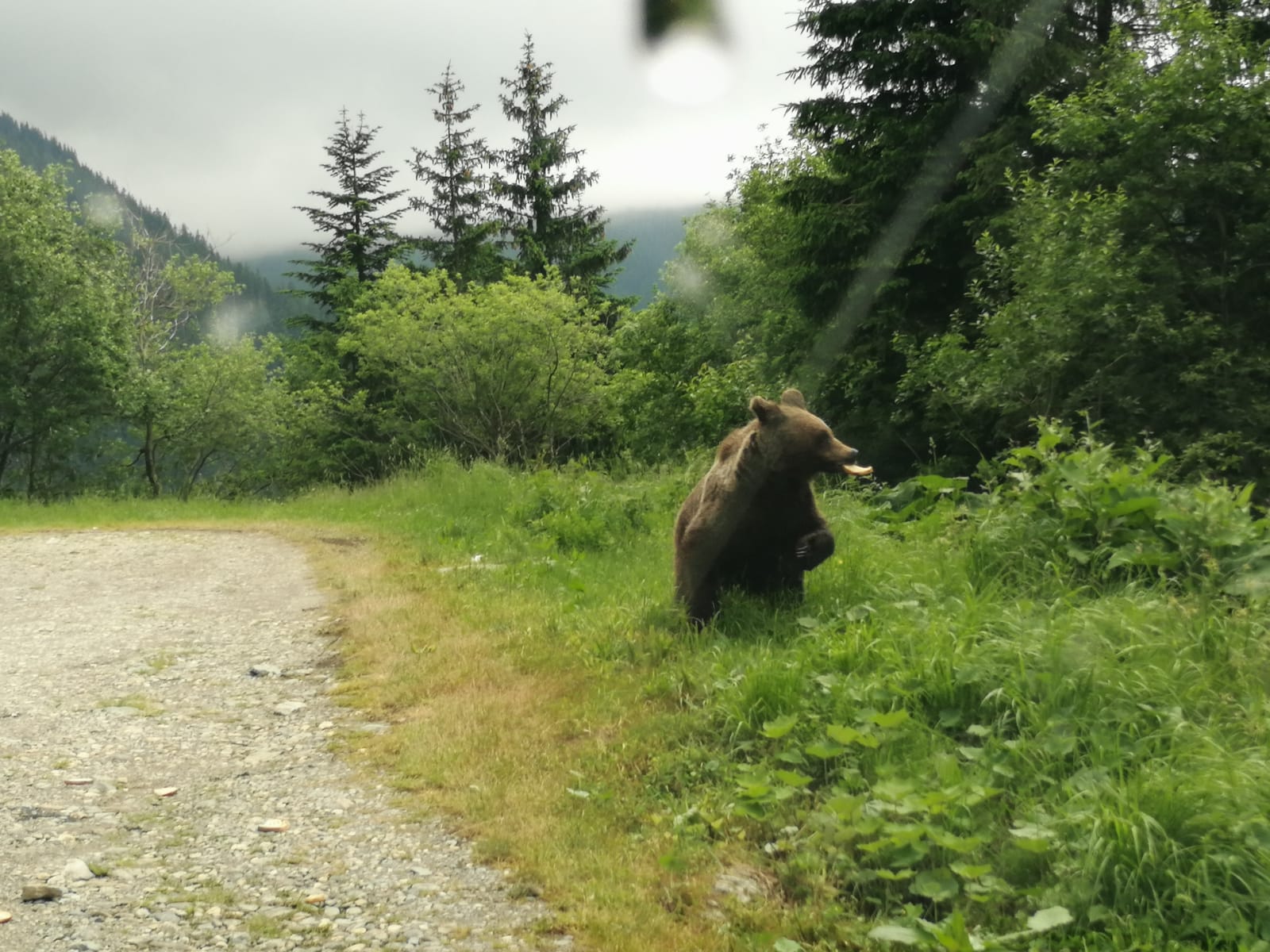 Urs pe Transfăgărășan! ISU Sibiu: „Evitați zona, nu hrăniți animalul!”