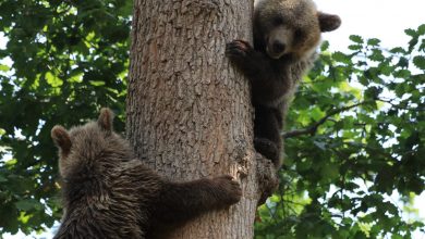 Photo of Amenda dată “Prietenilor Berzelor” pentru salvarea puilor de urs s-a transformat în avertisment