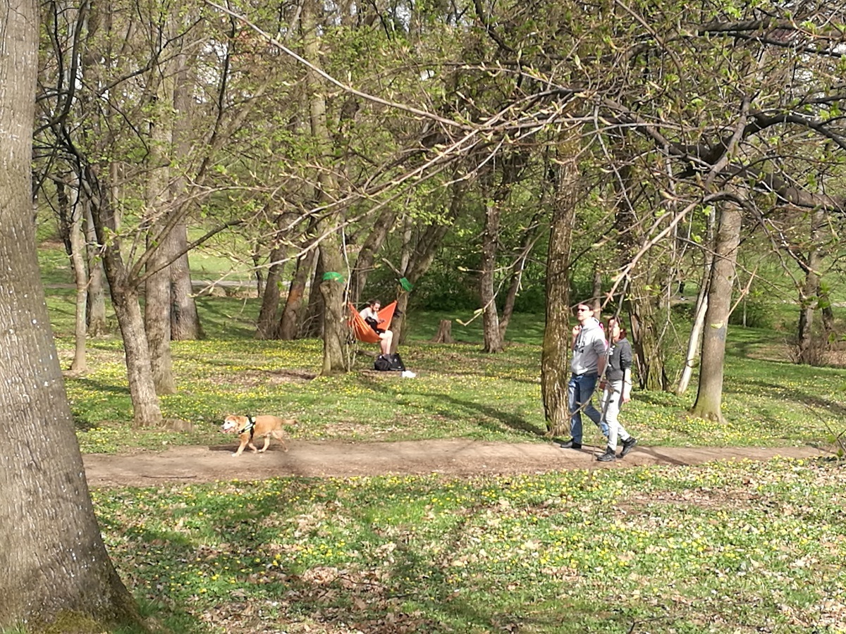 Vânătoare de căpușe în parcurile din Sibiu. Atenție la copii și cei cu probleme cardiace!