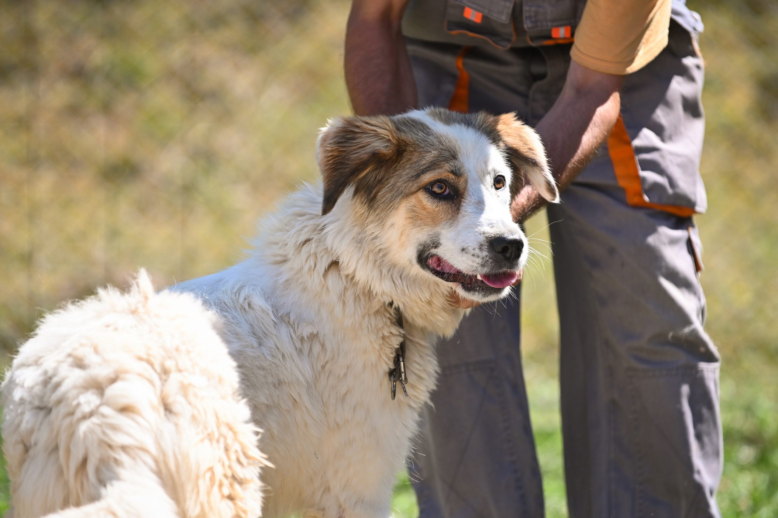 Aproape 200 de câini își așteaptă stăpânul la adăpostul din Dealul Gușteriței