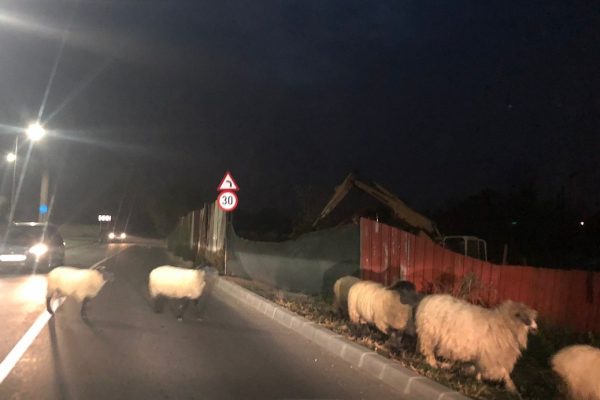Altă seară, altă turmă de oi în Sibiu