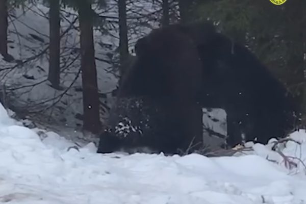 VIDEO| Imagini rare! Bătaie între doi urși, surprinsă de un pădurar