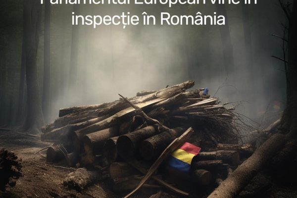Europarlamentarul Nicu Ștefănuță: „Cât mai băgăm pădurile din România sub preș? Cât mai închidem ochii?”