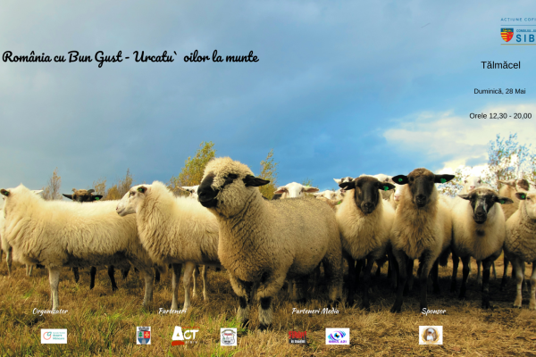 Weekendul acesta vine cu „Urcatu’ oilor la munte”, în Tălmăcel