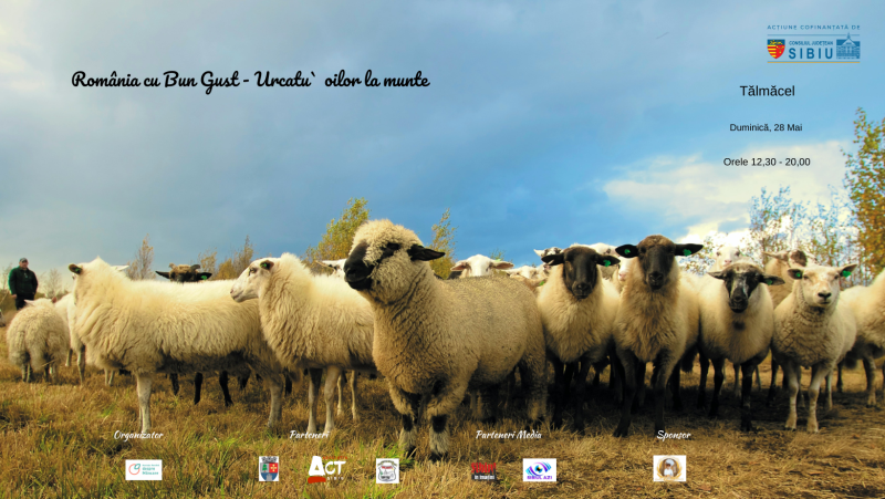 Weekendul acesta vine cu „Urcatu’ oilor la munte”, în Tălmăcel