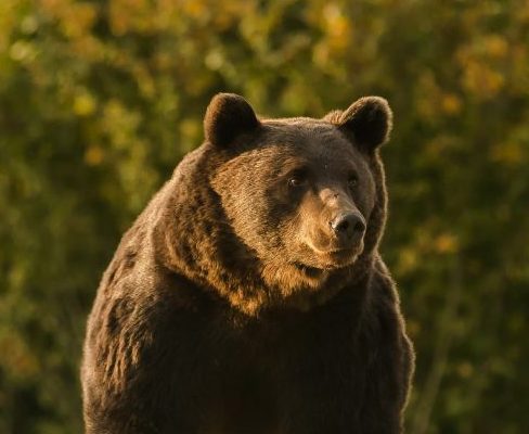 Urs văzut, în această dimineață, în Ștrand!