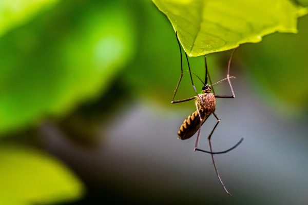 Război cu țânțarii, căpușele și muștele, în zona Agnita. Ce zone trebuie evitate