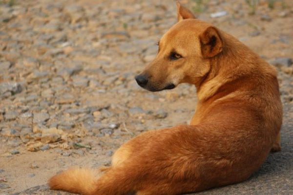 Eutanasierea câinilor fără stăpân din Sibiu ar putea fi aprobată de consilierii locali